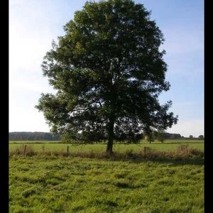 Selling trees best local prices